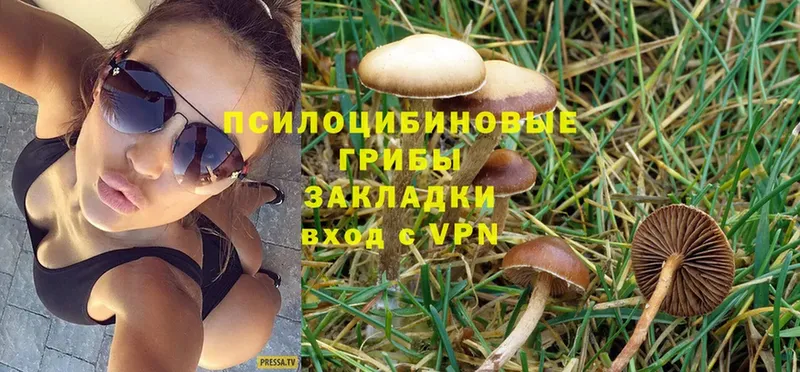 что такое   Змеиногорск  Псилоцибиновые грибы Psilocybine cubensis 